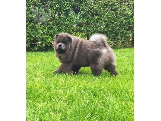 Κουτάβια Chow Chow